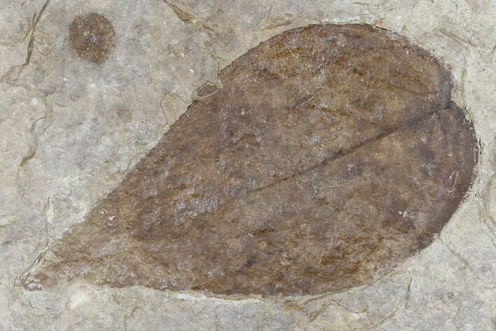 Fossil Yellowwood (Cladrastis) Leaf - Nebraska #119342